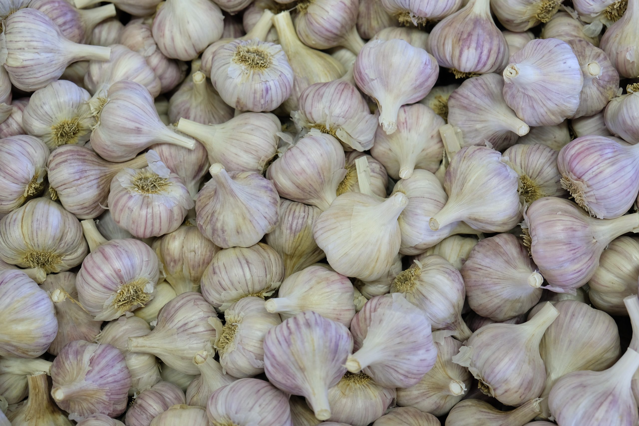 Garlic